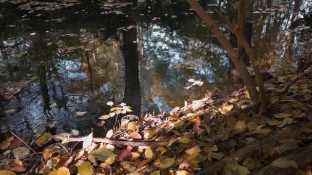 Mouvement lent des feuilles tombantes au bord du lac en automne, prise de vue panoramique — Video