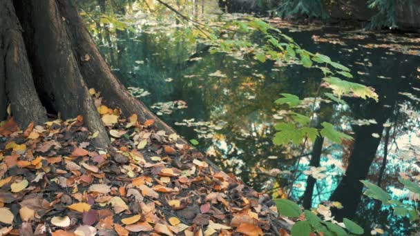 Árbol, hojas caídas y reflejos de árboles a orillas del lago en otoño — Vídeo de stock