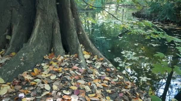 Albero, foglie cadute e riflessi di alberi al lago in autunno, Pan Lento-Mo — Video Stock