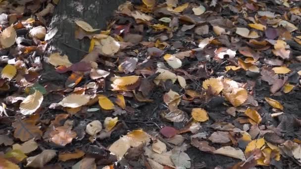 Hojas caídas multicolores bajo un árbol en otoño, Pan Shot — Vídeo de stock