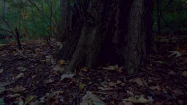 Sonbaharda Lakeside 'da Düşen Yapraklar ve Ağaçlar, Pan