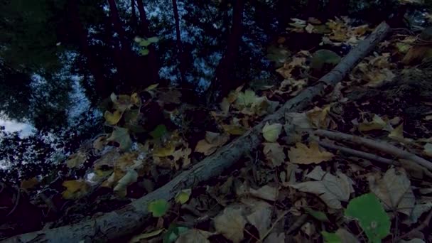 Folhas caídas, Ramo e reflexões de árvores no lago no outono, Incline-se — Vídeo de Stock