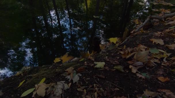 Feuilles tombées et reflets d'arbres au lac à l'automne, inclinez-vous lentement — Video