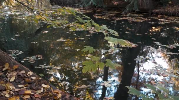 Arbre, feuilles tombées et reflets d'arbres au bord du lac en automne, prise de vue panoramique 
