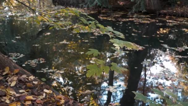 Árbol, hojas caídas y reflejos de árboles en la orilla del lago en otoño, Pan Shot — Vídeo de stock