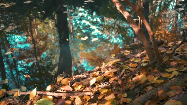 Hojas caídas, ramas y reflejos de árboles a orillas del lago en otoño — Vídeos de Stock