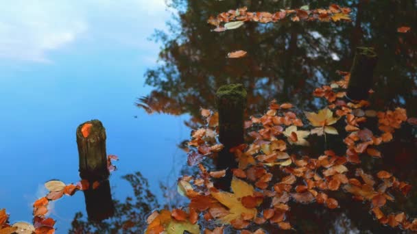 Hojas caídas, reflejos de árboles y postes de madera en la orilla del lago en otoño — Vídeo de stock