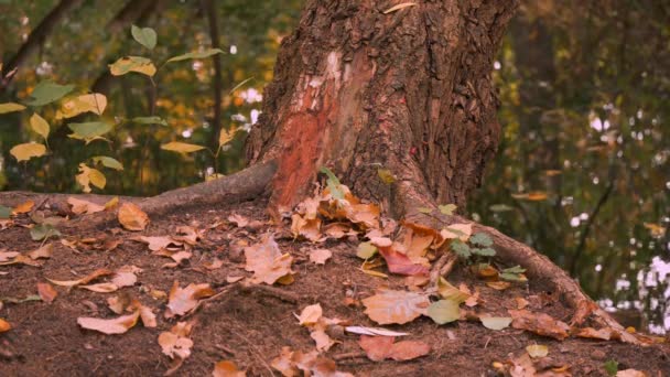 Fallna blad under en ek träd vid sjösidan i Berlin i höst — Stockvideo