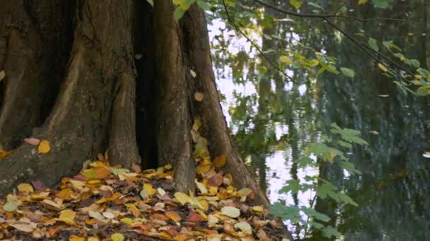 Árbol, hojas caídas y reflejos de árboles a orillas del lago en otoño — Vídeos de Stock