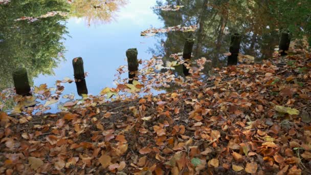 Folhas caídas, reflexões de árvores e postagens de madeira na margem do lago no outono — Vídeo de Stock