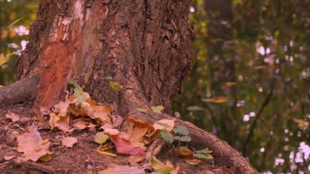 Foglie cadute sotto una quercia sul lungolago di Berlino in autunno — Video Stock