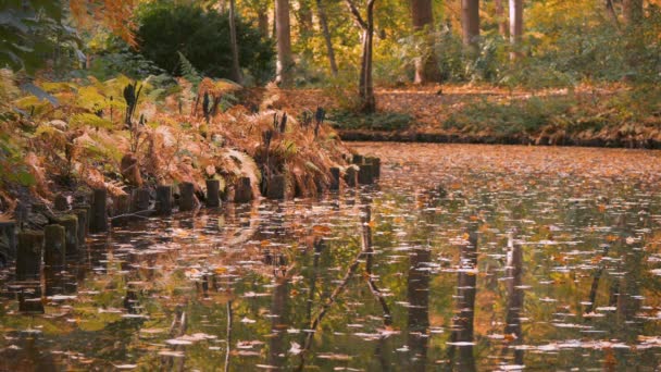 Fern, trästolpar och blad i vattnet vid sjön på hösten — Stockvideo