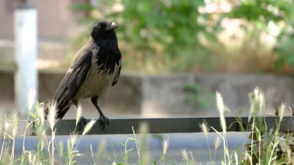 Raven κάθεται σε ένα κιγκλίδωμα με την κυκλοφορία στο παρασκήνιο, επιλεγμένη εστίαση — Αρχείο Βίντεο