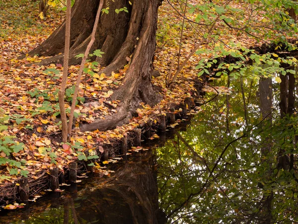 Tree, Fallen Leaves And Reflection of The Tree At The Lakeside In Autumn