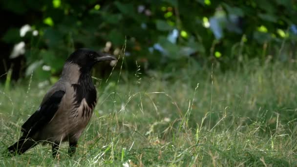 Raven em um prado verde com árvores no fundo, foco selecionado — Vídeo de Stock