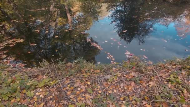 Foglie cadute e riflessi di alberi al lago in autunno, Pan Shot — Video Stock