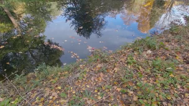 Upadłe liście i odbicia drzew nad jeziorem jesienią, Pan Shot — Wideo stockowe