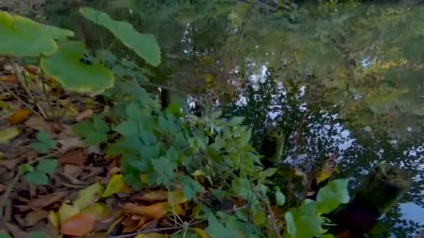 Feuilles tombées, reflets d'arbres et poteaux en bois au bord du lac à l'automne — Video