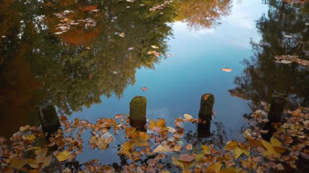 Folhas caídas, reflexões de árvores e postagens de madeira na margem do lago no outono — Vídeo de Stock