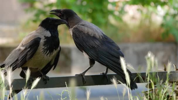 Två Ravens sitter på ett skyddsräcke med trafik i bakgrunden, utvalda Fokus — Stockvideo
