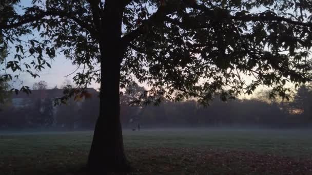 Sylwetka drzewa i niezidentyfikowana kobieta z psem w parku o świcie — Wideo stockowe