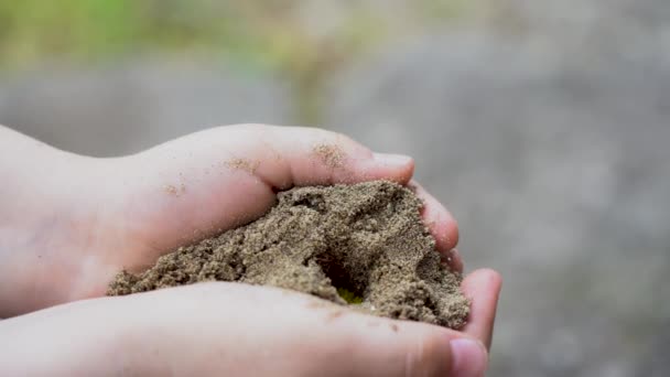 화창한 토양에서 장식황금 민들레 더러운 식물은 모래에서 자라며 가까이에서 자랍니다 — 비디오