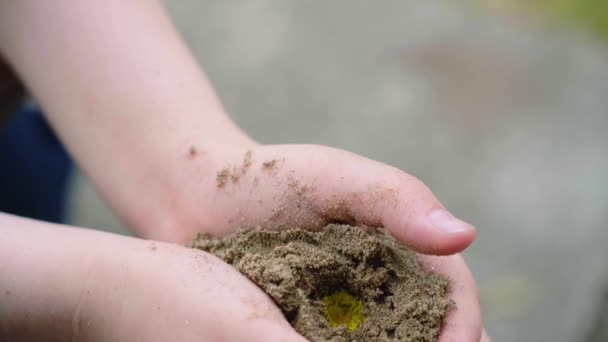 Tangan Kecil Kotor Memegang Bunga Dandelion Emas Kecil Tanah Pasir — Stok Video