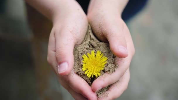 在阳光明媚的春天 肮脏的小孩子小手拿着一朵在沙土里的小金条花 植物生长在沙地里 生命与环境保护 顶部视图 — 图库视频影像