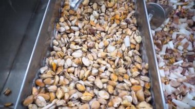 Lezzetli büyük dondurulmuş ham istiridye kabukları süpermarket buzdolabında midye. Deniz ürünleri, mağazada buz üzerinde metal bir tepsi de standı. Balık dükkanı.