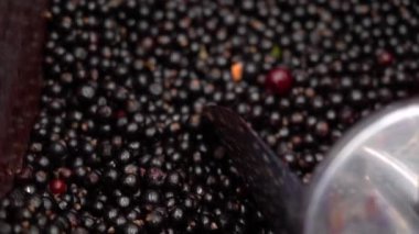 Metal kepçe buzdolabı süpermarket yakın çekim dondurulmuş siyah çilek yatıyor. Mağazada güzel ışık yansıması ile lezzetli hasat kuş üzümü.