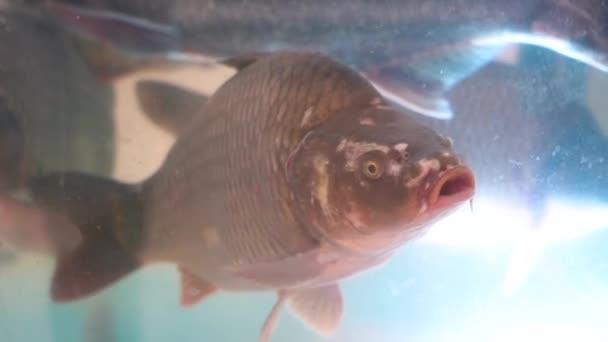 Carpa Está Deriva Num Aquário Sujo Belo Peixe Com Escamas — Vídeo de Stock