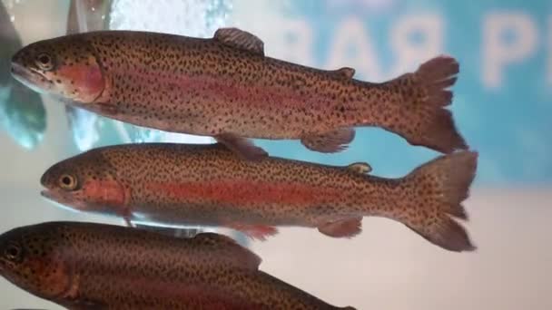 Dérive Truite Arc Ciel Dans Aquarium Transparent Propre Poisson Tacheté — Video