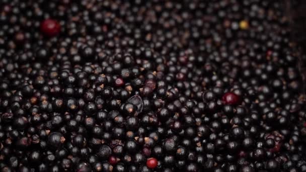 冷冻黑莓在冰箱超市关闭 美味的湿收获醋栗与美丽的光反射在商店 — 图库视频影像