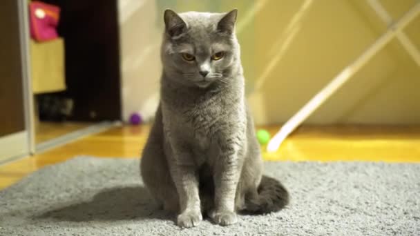 Retrato Gato Taquigrafía Mullido Británico Gris Lindo Con Ojos Amarillos — Vídeo de stock