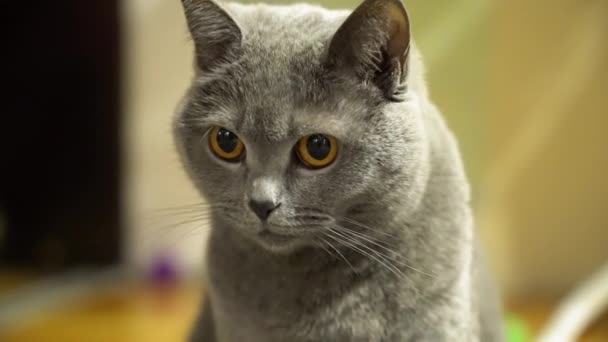Portrét zamyšlený šedivý, krátkoocasý britský kocour se žlutýma očima na rozmazaných světle žlutých podkladech doma zblízka. Cat se rozhlíží.