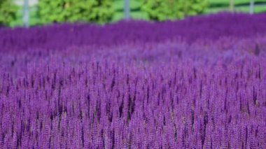 Güneşli bir günde güzel açan koyu pembe menekşe adaçayı çiçeği (Salvia nemorosa) alanının yaz çayırı. Ağaçların arka planda şehir parkında görkemli renkli clary alan. Rüzgar esiyor.