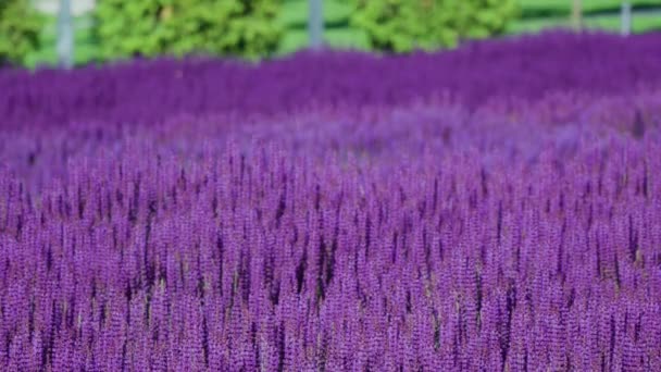 Sommerwiese Mit Wunderschönen Blühenden Dunkelrosa Violetten Salbeiblüten Salvia Nemorosa Sonnigen — Stockvideo