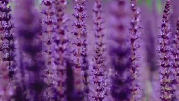 Nahaufnahme Des Sommerblumenbeetes Von Schön Blühenden Hellrosa Lila Salbeiblume Salvia — Stockvideo