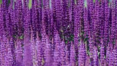 Güneşli bir günde güzel açan parlak pembe mor adaçayı çiçeği (Salvia nemorosa) alanının yaz çiçek tarh. Şehir parkında görkemli renkli clary alan. Rüzgar güçlü eser.