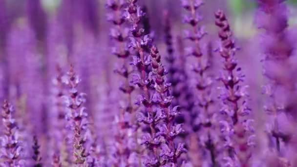 Sommerwiese Mit Schönen Blühenden Dunkelrosa Lila Salbeiblume Salvia Nemorosa Feld — Stockvideo