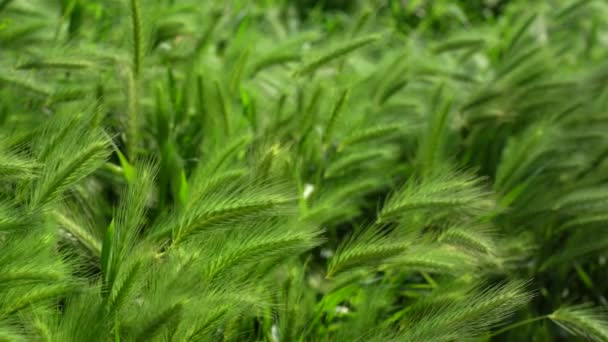 Natural Green Spikes Foxtail Fountain Swamp Foxtail Weed Grass Growing — Stock Video