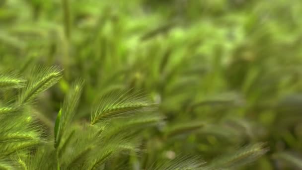 Épis verts naturels de mauvaises herbes de blé poussant sur fond flou par une journée ensoleillée d'été dans la nature sauvage en plein air. Fleur d'agriculture - Setaria viridis ou millet sauvage .
