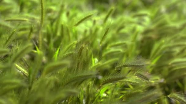 Natürliche Grüne Ähren Des Fuchsschwanzbrunnens Sumpffuchsschwanzgras Wachsen Auf Verschwommenem Hintergrund — Stockvideo