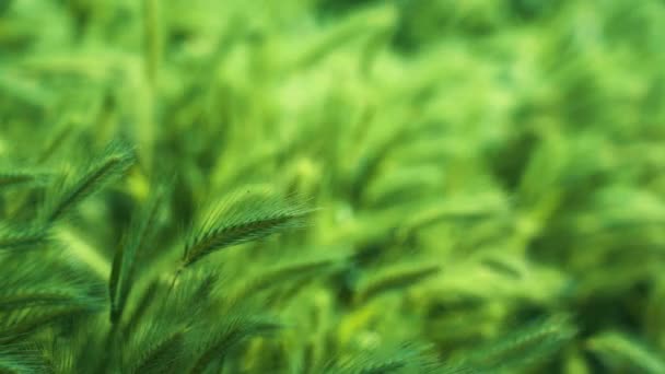 Natürliche Grüne Ähren Des Fuchsschwanzbrunnens Sumpffuchsschwanzgras Wachsen Auf Verschwommenem Hintergrund — Stockvideo