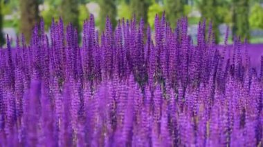 Güneşli bir günde güzel açan koyu pembe menekşe adaçayı çiçeği (Salvia nemorosa) alanının yaz çayırı. Ağaçların arka planda şehir parkında görkemli renkli clary alan. Rüzgar esiyor.
