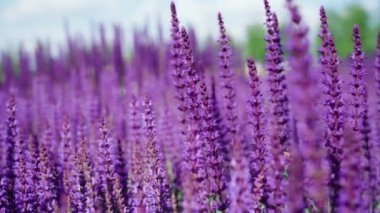 Güneşli bir günde güzel açan parlak pembe mor adaçayı çiçeği (Salvia nemorosa) alanının yaz çiçek tarhını kapatın. Bulanık arka planda şehir parkında görkemli renkli clary alan.