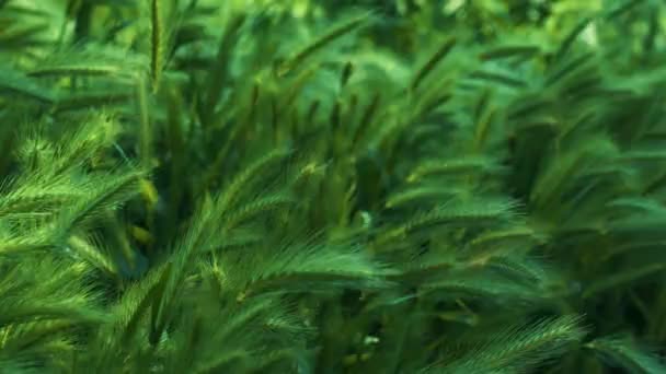 草は風の中で美しく揺れる 野生の自然の屋外で夏の晴れた日にぼやけた背景に成長するキツネの噴水 沼キツネの雑草の自然な緑のスパイク — ストック動画