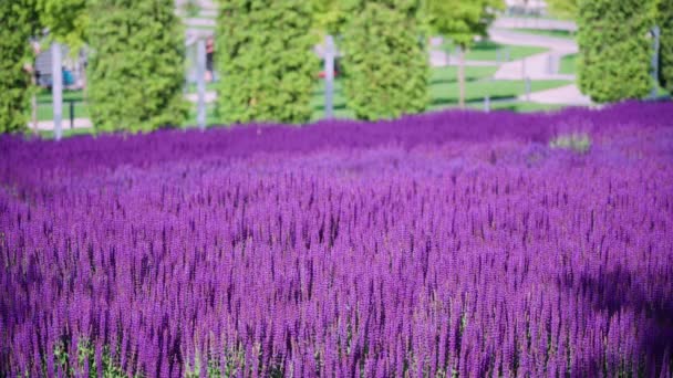 Sommerblumenbeet Mit Schönen Blühenden Hellrosa Lila Salbeiblume Salvia Nemorosa Feld — Stockvideo