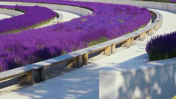 Sommaräng Vackra Blommande Mörkrosa Violett Salvia Blomma Salvia Nemorosa Fält — Stockvideo