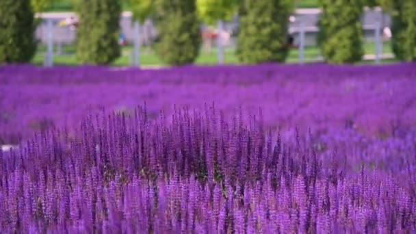 阳光明媚的夏日草地盛开的深粉色紫罗兰花 萨尔维亚尼莫罗萨 在城市公园树木背景上 雄伟的五颜六色的田野 风在吹 — 图库视频影像